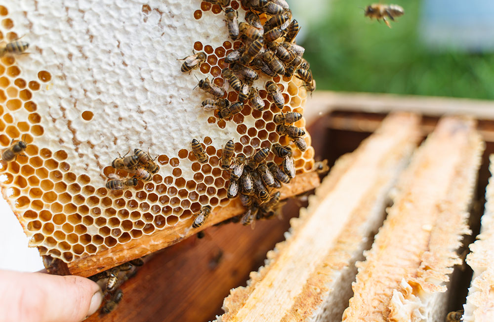 Yarrawonga Apiaries