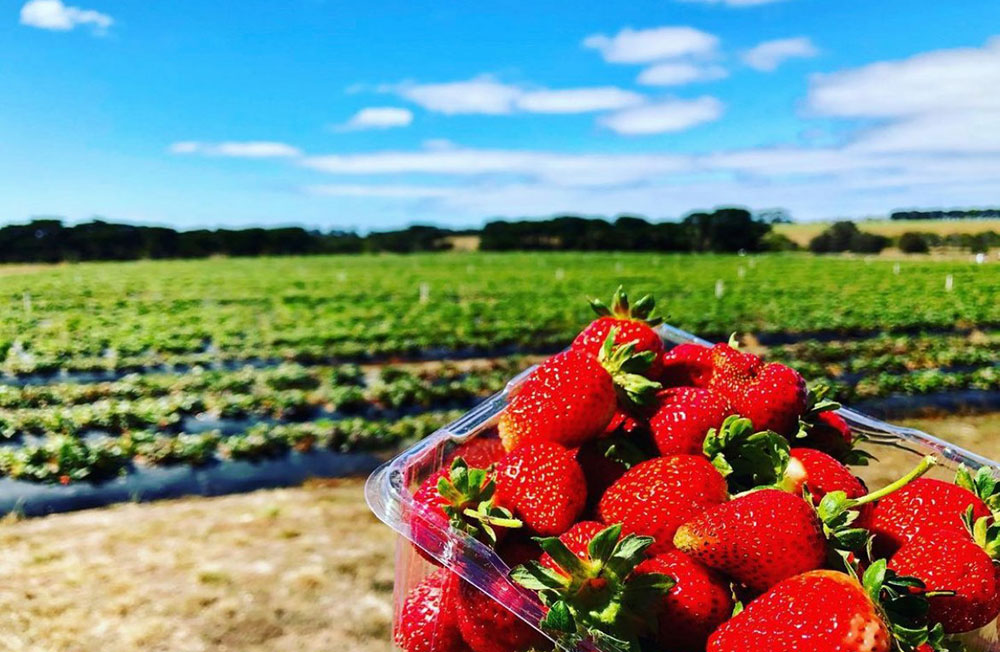 Surf Coast Strawberry Fields